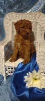 Ajay, a male Cavapoo for sale in Cadott, WI – 7 of 9