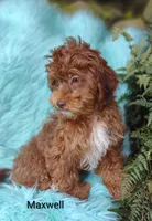 Maxwell , a male Shihpoo for sale in Cadott, WI – 7 of 9