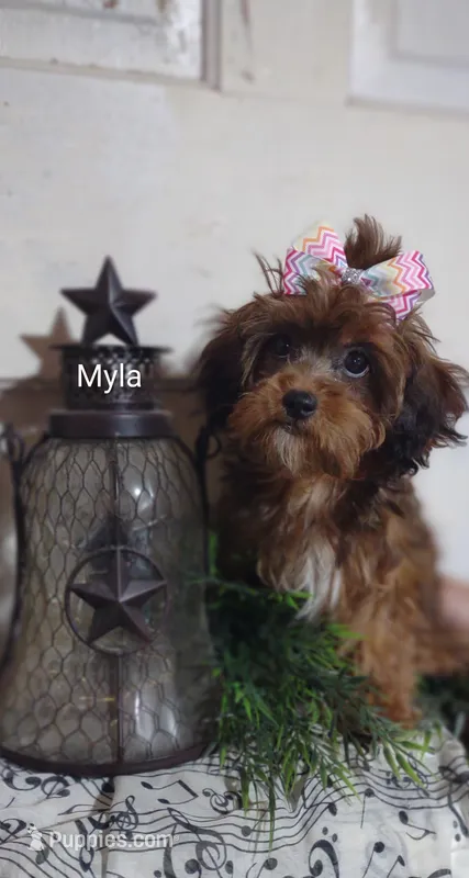 Myla – Shihpoo puppy for sale in Cadott, WI