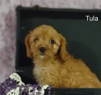 Tula, a female Cavapoo for sale in Cadott, WI – 9 of 10