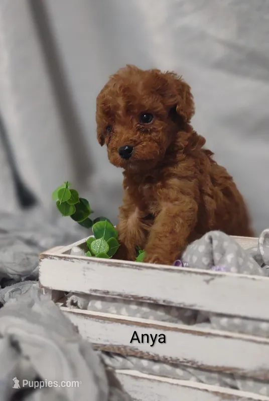 Anya – Cavapoo puppy for sale in Cadott, WI