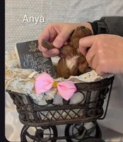 Anya, a female Cavapoo for sale in Cadott, WI – Photo 4 of 5