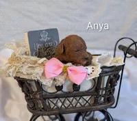 Anya, a female Cavapoo for sale in Cadott, WI – Photo 5 of 5