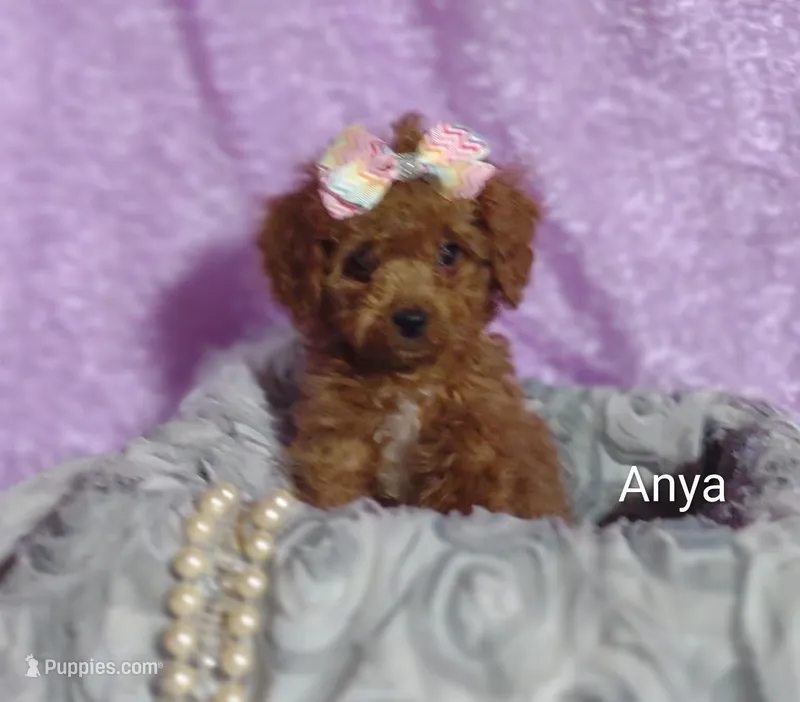 Anya – Cavapoo puppy for sale in Cadott, WI