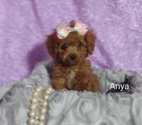 Anya, a female Cavapoo for sale in Cadott, WI – Photo 1 of 10