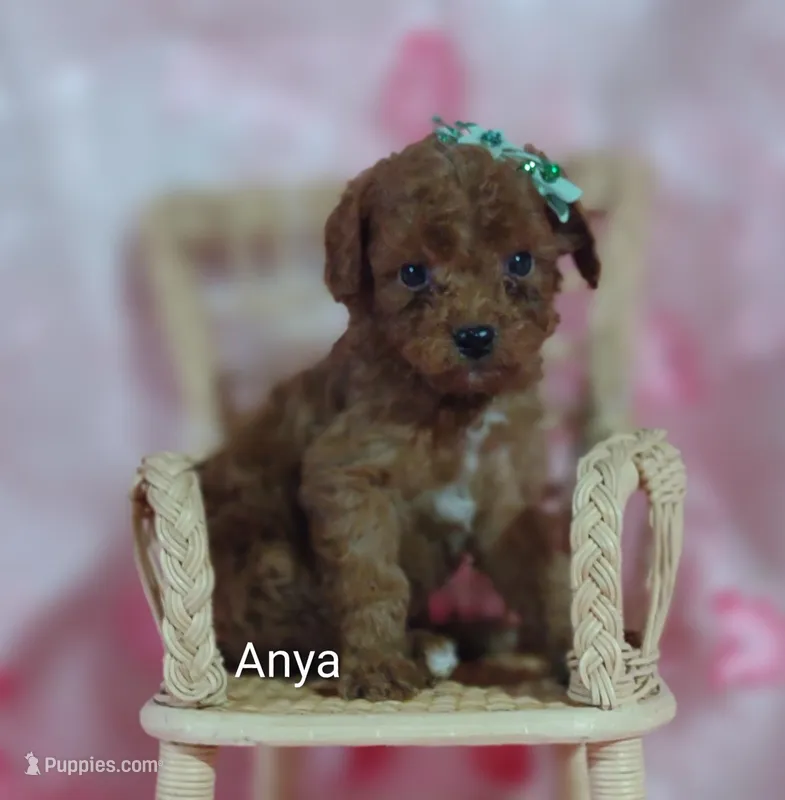 Anya – Cavapoo puppy for sale in Cadott, WI