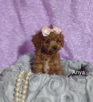 Anya, a female Cavapoo for sale in Cadott, WI – Photo 8 of 10