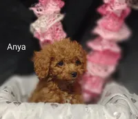 Anya, a female Cavapoo for sale in Cadott, WI – Photo 6 of 10