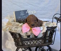 Anya, a female Cavapoo for sale in Cadott, WI – Photo 1 of 5