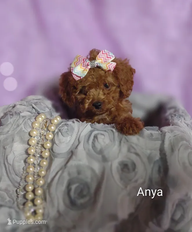 Anya – Cavapoo puppy for sale in Cadott, WI
