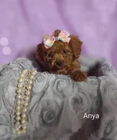 Anya, a female Cavapoo for sale in Cadott, WI – Photo 4 of 10