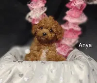 Anya, a female Cavapoo for sale in Cadott, WI – Photo 2 of 10