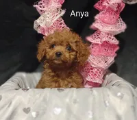 Anya, a female Cavapoo for sale in Cadott, WI – Photo 10 of 10