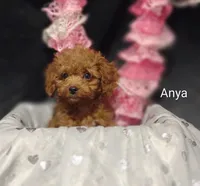 Anya, a female Cavapoo for sale in Cadott, WI – Photo 7 of 10
