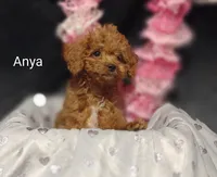 Anya, a female Cavapoo for sale in Cadott, WI – Photo 3 of 10