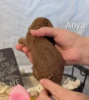 Anya, a female Cavapoo for sale in Cadott, WI – Photo 2 of 5