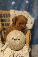 Tanner , a male Cavapoo for sale in Cadott, WI – 2 of 10