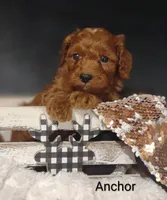 Anchor , a male Cavapoo for sale in Cadott, WI – 5 of 10