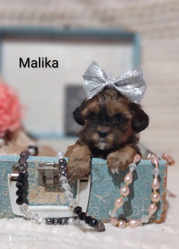 Malika  – Shihpoo puppy for sale in Cadott, WI