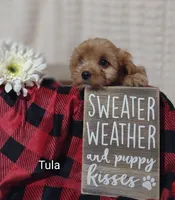 Tula, a female Cavapoo for sale in Cadott, WI – 4 of 10