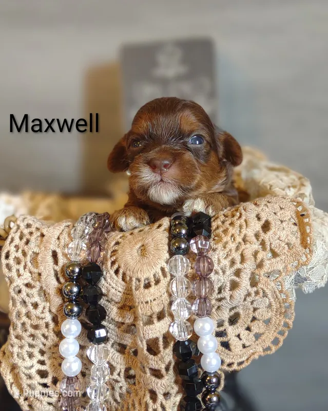 Maxwell  – Shihpoo puppy for sale in Cadott, WI