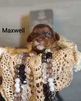 Maxwell , a male Shihpoo for sale in Cadott, WI – 3 of 5