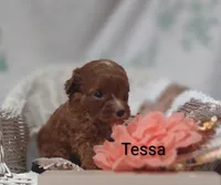 Tessa, a female Cavapoo for sale in Cadott, WI – 2 of 10