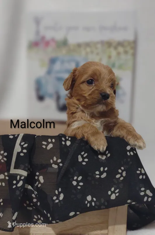 Malcolm  – Shihpoo puppy for sale in Cadott, WI