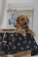 Malcolm , a male Shihpoo for sale in Cadott, WI – 2 of 9