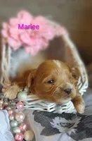 Marlee , a female Shihpoo for sale in Cadott, WI – 2 of 10