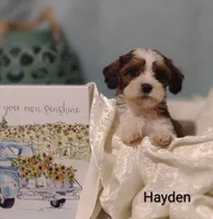 Hayden , a male Cavapoo and Shih Tzu for sale in Cadott, WI – 5 of 10