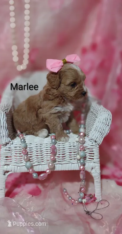 Marlee  – Shihpoo puppy for sale in Cadott, WI