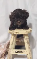Mario , a male Shihpoo for sale in Cadott, WI – 4 of 10
