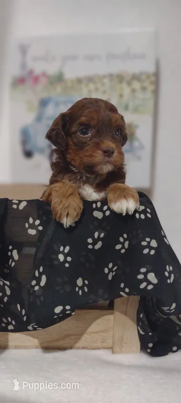 Maxwell  – Shihpoo puppy for sale in Cadott, WI