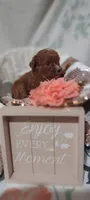 Tessa, a female Cavapoo for sale in Cadott, WI – 6 of 10