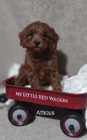 Atticus , a male Cavapoo for sale in Cadott, WI – 8 of 9