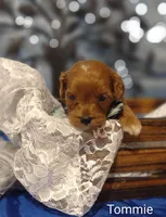 Tommie , a male Cavapoo for sale in Cadott, WI – 6 of 10