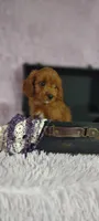Taryn , a female Cavapoo for sale in Cadott, WI – 10 of 10