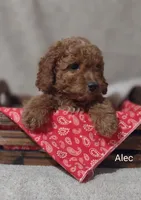 Alec, a male Cavapoo for sale in Cadott, WI – 8 of 10