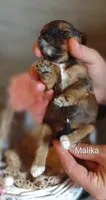 Malika , a female Shihpoo for sale in Cadott, WI – 9 of 9