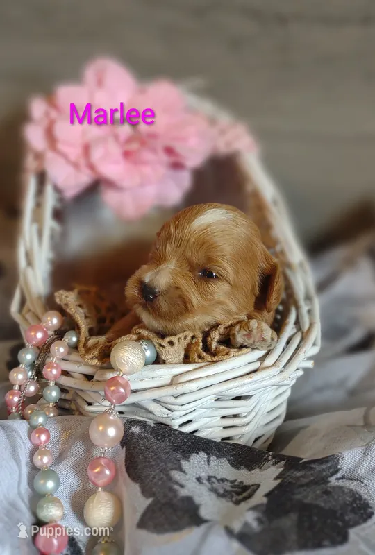Marlee  – Shihpoo puppy for sale in Cadott, WI