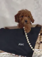 Alec, a male Cavapoo for sale in Cadott, WI – 10 of 10