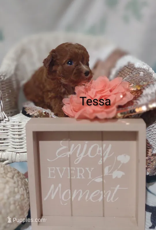 Tessa – Cavapoo puppy for sale in Cadott, WI