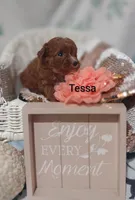 Tessa, a female Cavapoo for sale in Cadott, WI – 1 of 10