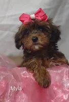 Myla, a female Shihpoo for sale in Cadott, WI – 4 of 10
