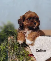 Coffee , a male Shih Tzu for sale in Cadott, WI – 6 of 10