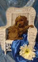 Aslan , a male Cavapoo for sale in Cadott, WI – 8 of 10