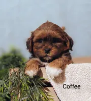 Coffee , a male Shih Tzu for sale in Cadott, WI – 9 of 10