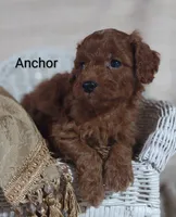 Anchor , a male Cavapoo for sale in Cadott, WI – 4 of 10
