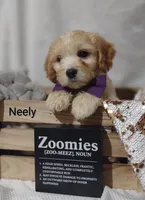 Neely , a male Cavachon for sale in Cadott, WI – 3 of 10
